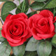 Simulated rose vine wall hanging twining fake flowers living room decoration