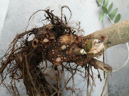 包活5年生油橄榄树桩农户基地直销裸根保湿包装四季常绿盆景老桩 - 图2