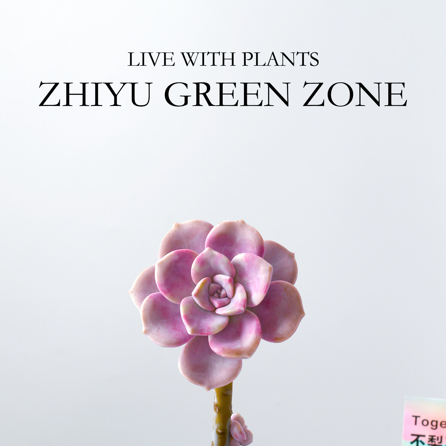 紫乐老桩多肉植物粉色肉肉桌面阳台好养新手绿植室内花卉盆栽礼物,淘宝优惠券,粉丝福利购,淘宝优惠卷