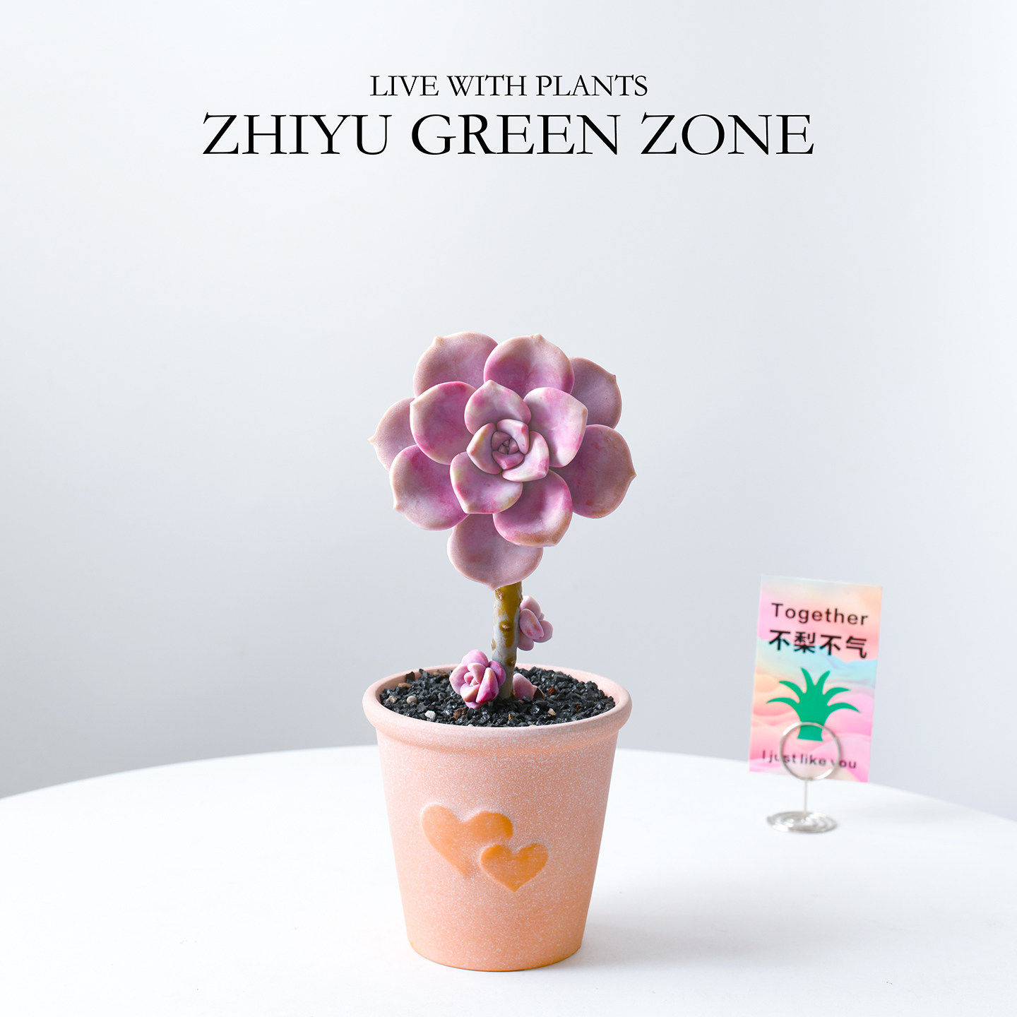 紫乐老桩多肉植物粉色肉肉桌面阳台好养新手绿植室内花卉盆栽礼物,淘宝优惠券,粉丝福利购,淘宝优惠卷