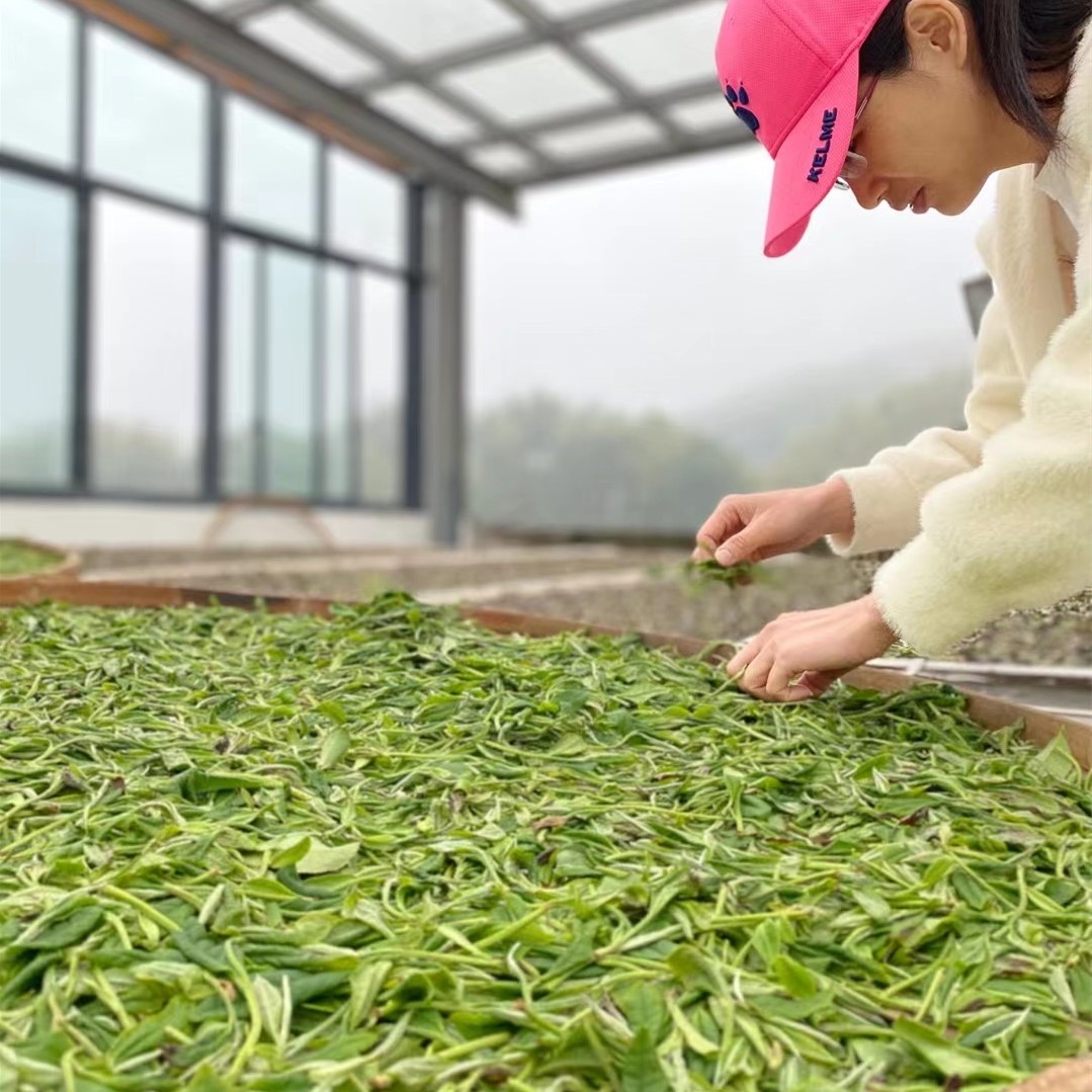 【光辉岁月】2016年福鼎白茶老白茶管阳贡眉白茶饼350g - 图2