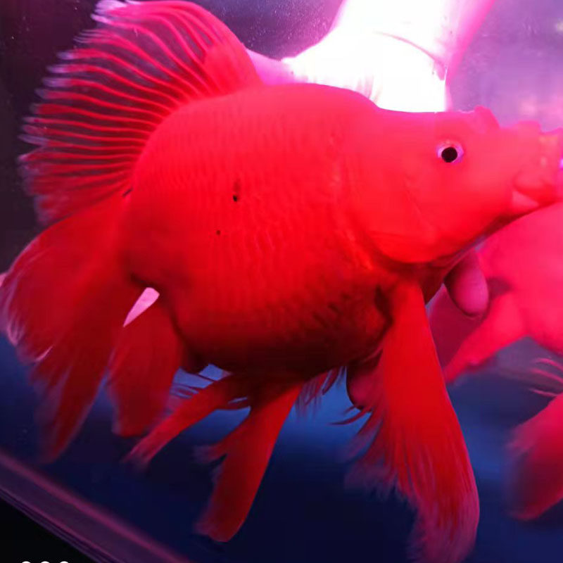 台湾球体红色蝴蝶鲤火红鲤锦鲤冷水鱼贵妃鲤龙凤银龙淡水鱼观赏鱼