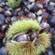 Qianxi authentic wild Yanshan fresh chestnuts