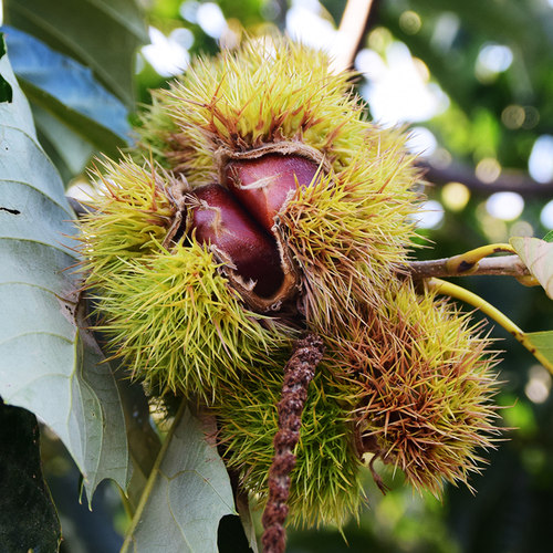2025迁西板栗生新鲜栗子嫩板栗仁带壳现摘产地直发青栗子油栗5斤 - 图0