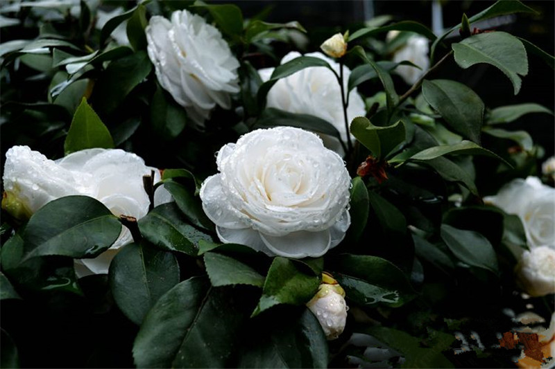 白雪塔茶花纯白色经典水晶白名贵新品种树苗盆栽进口绿植花卉包邮