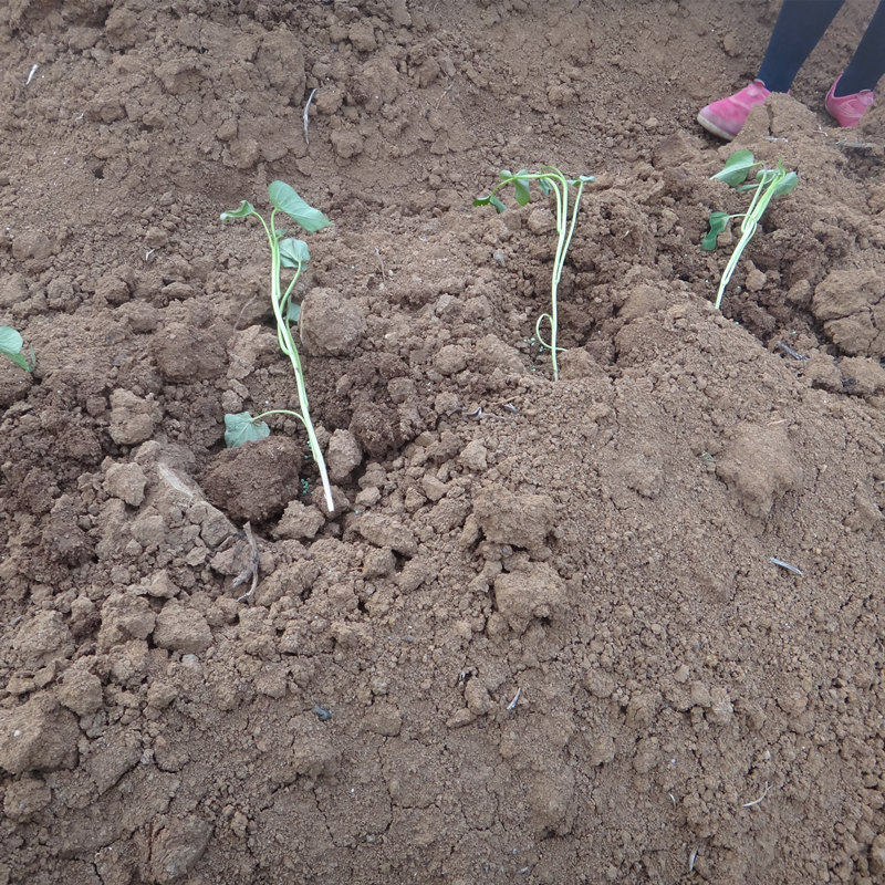 烟薯25红薯苗新鲜100颗 豫薯香番薯