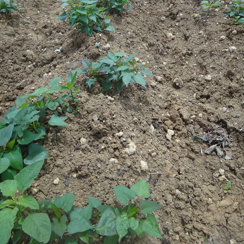 烟薯25红薯苗新鲜100颗 豫薯香番薯