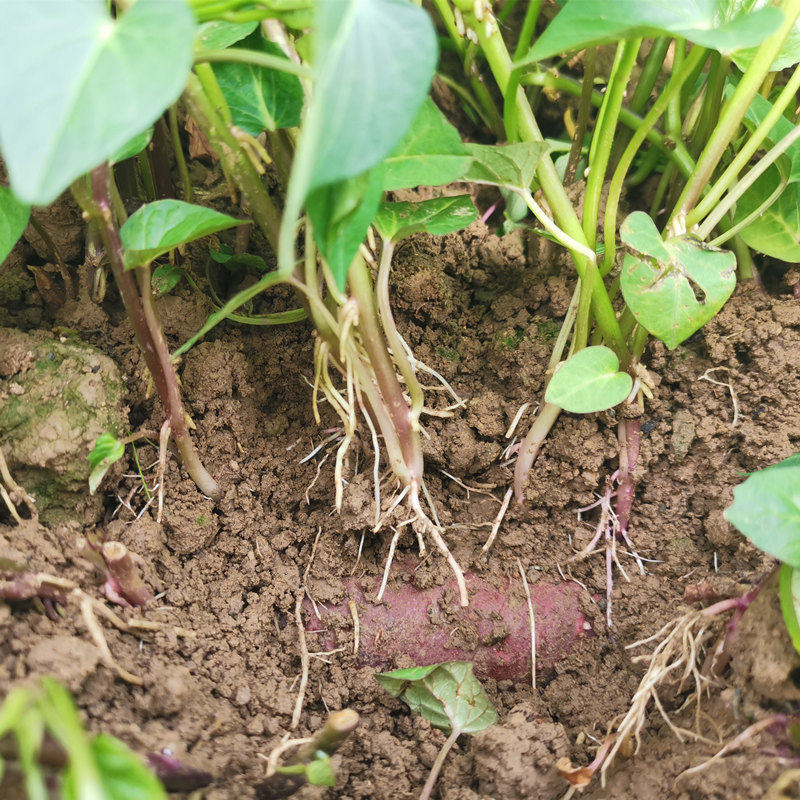 烟薯25红薯苗新鲜100颗 豫薯香番薯