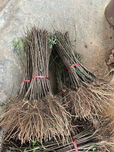 优质毛桃苗桃幼苗桃树苗桃子芽苗桃树直生苗落叶占地树苗桃核芽苗 - 图1