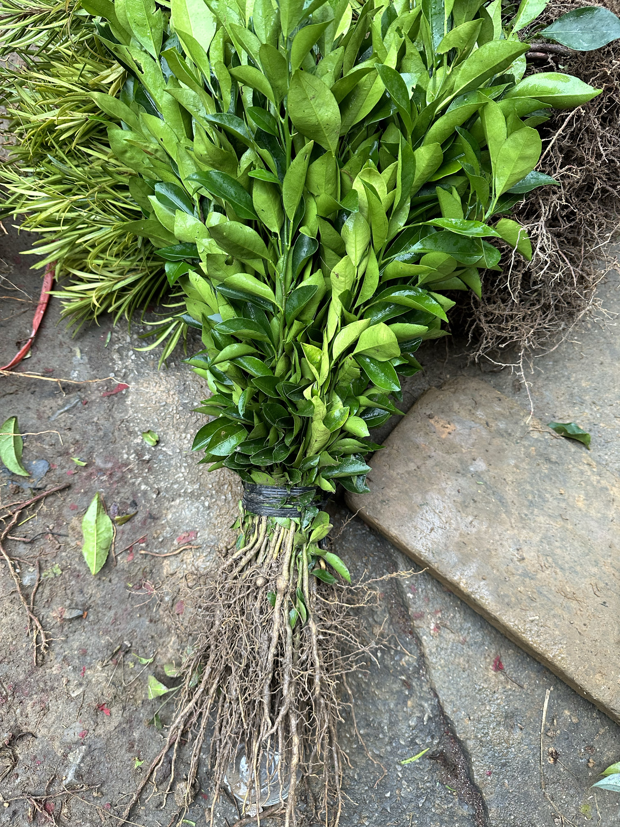 优质红橘苗红桔苗四川红桔苗红橘小苗柑橘嫁接砧木卖家包邮 - 图1