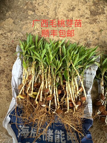 优质毛桃苗桃幼苗桃树苗桃子芽苗桃树直生苗落叶占地树苗桃核芽苗 - 图2