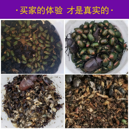 雪莱特黑光诱虫灯农用养殖场用杀虫养鸡鱼塘养蛙紫光灯诱虫黑光灯 - 图2