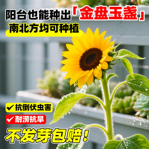 食用向日葵种子长杆葵花种籽大粒瓜籽葵种子庭院菜园葵花种子大全 - 图1