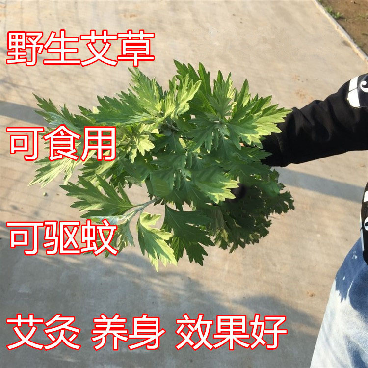 艾草种子食用药用野生艾草种籽艾叶种子艾种籽春季艾蒿种子苗-图1