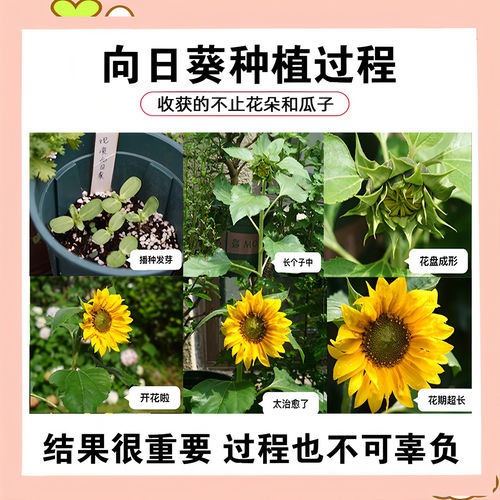 食用向日葵种子长杆葵花种籽大粒瓜籽葵种子庭院菜园葵花种子大全 - 图3