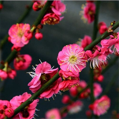 红梅/乌梅/绿梅/白梅/美人梅/素心梅/腊梅/梅花种子花卉林木种子 - 图1