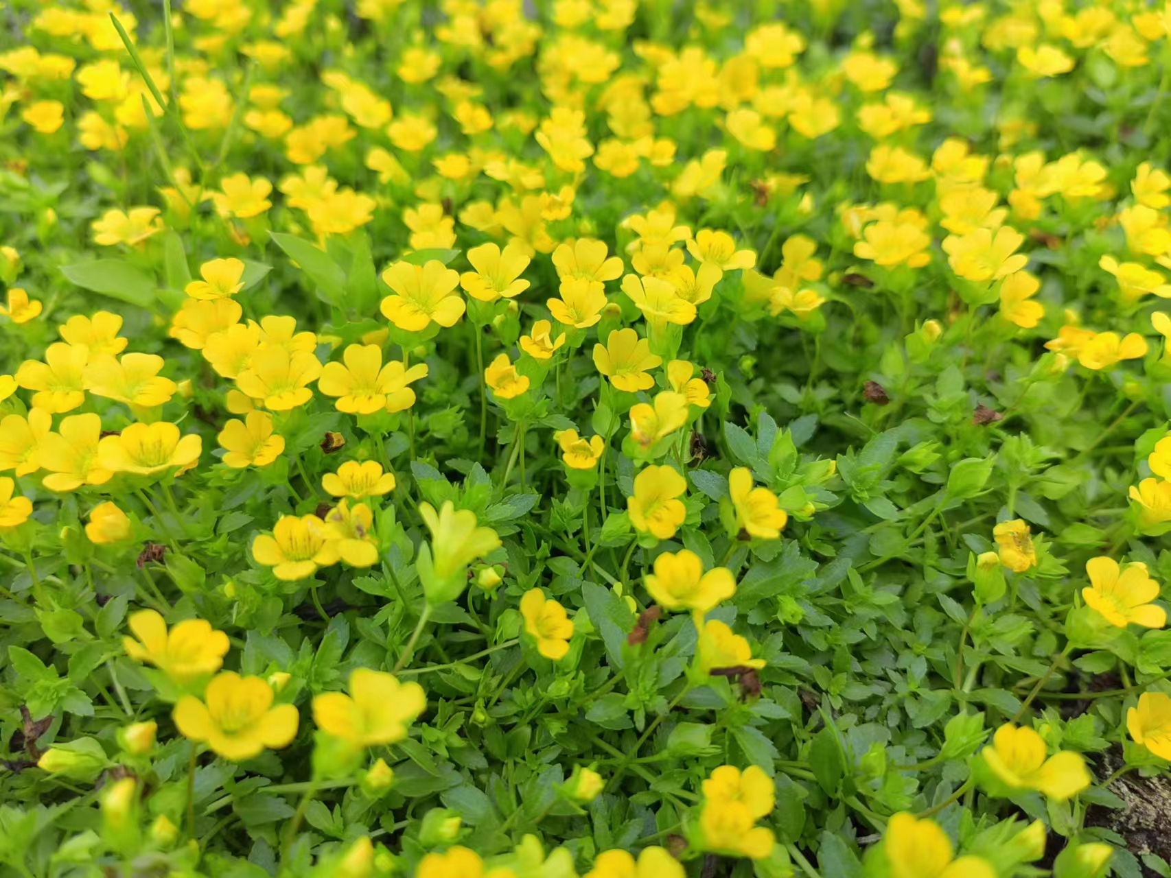 金沙蔓地被植物耐寒耐晒耐踩盆栽黄金草阳台庭院花园工程种植-图1