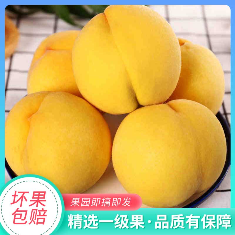 现摘砀山新鲜黄桃10斤孕妇水果大毛黄桃子应当季蜜桃时令大果脆甜 - 图0