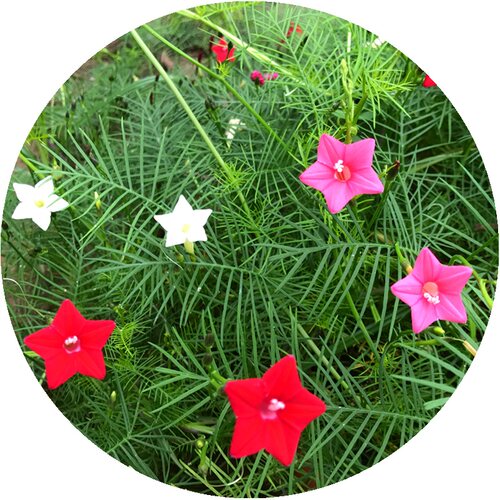 羽叶茑萝花籽五角星花卉种子庭院爬藤盆栽阳台易种活好开花 - 图3