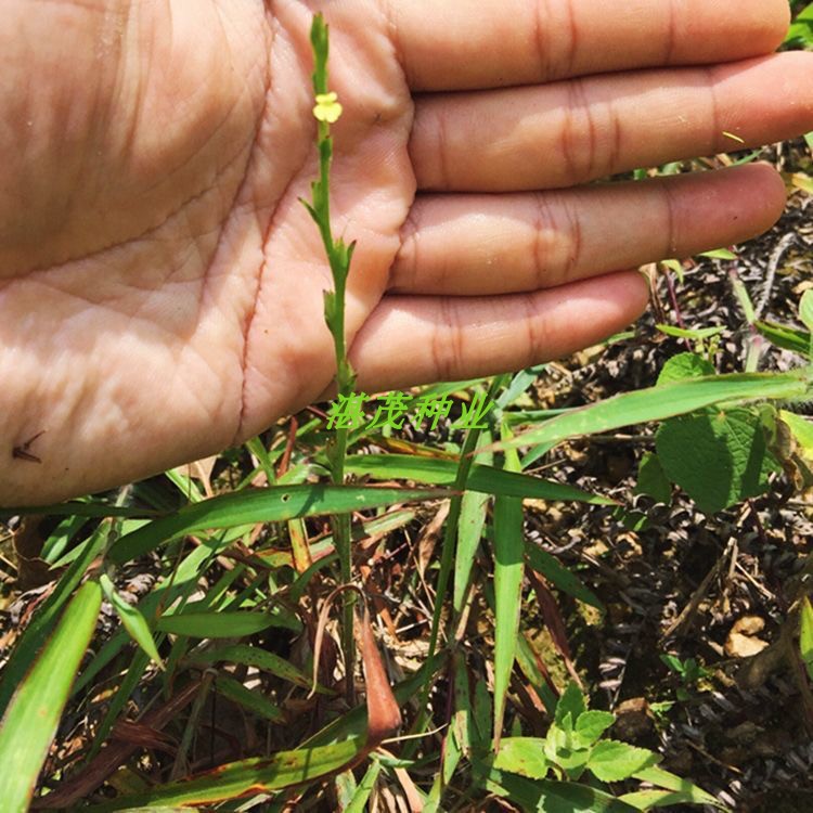 独脚金种子籽疳积野生草种籽独脚疳黄花草清米虫阳台庭院四季播种 - 图1