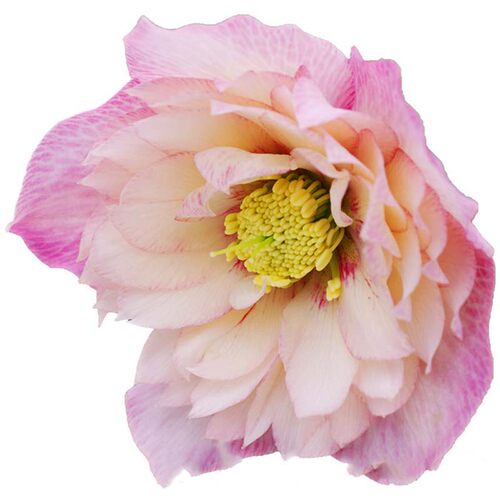 博众1加仑耐寒日系铁筷子花苗庭院花园宿根冬春开花盆栽植物 - 图3