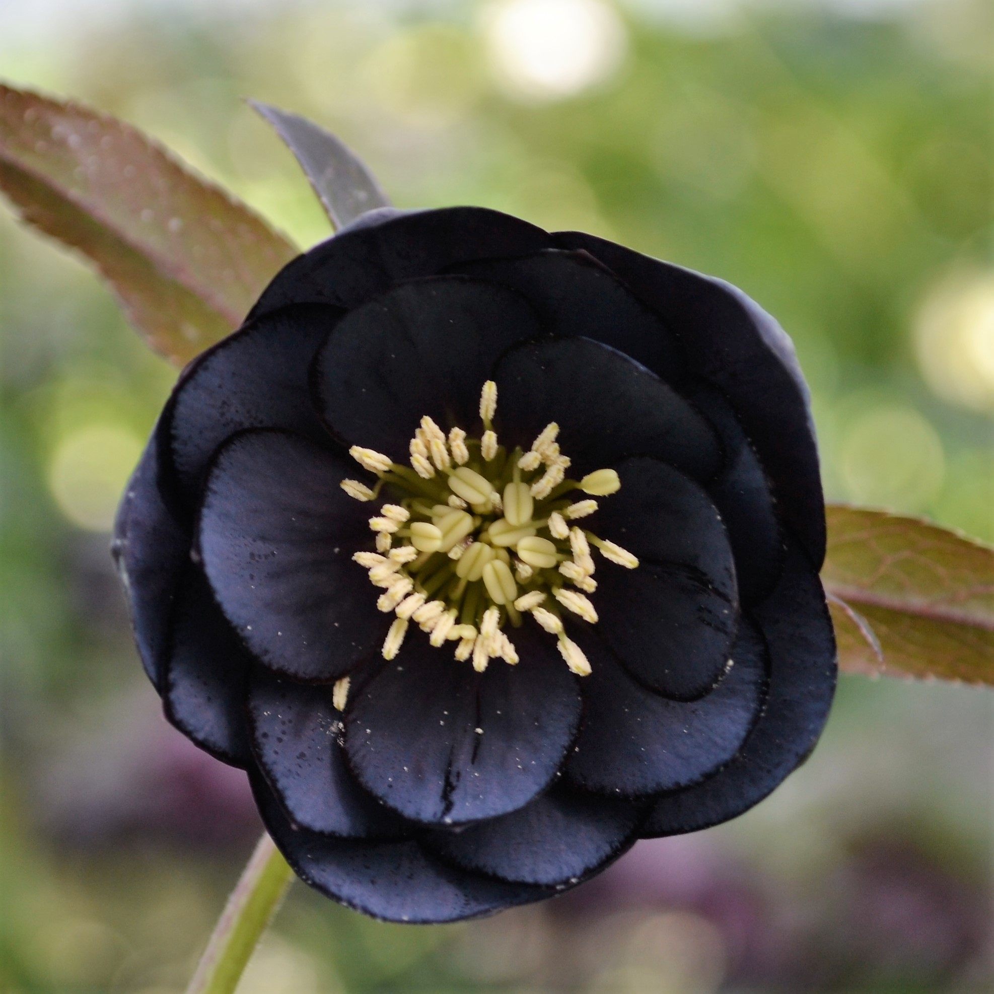 博众农业重瓣铁筷子圣诞玫瑰庭院阳台耐寒进口多年生花卉盆栽,淘宝优惠券,粉丝福利购,淘宝优惠卷