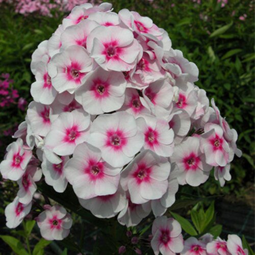 博众喜阳耐寒福禄 考荷兰小姐 庭院花园圆锥伞形花序宿根盆栽花卉 - 图0