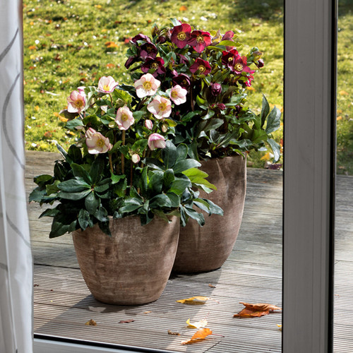 进口耐寒宿根冰雪玫瑰，  冬日芭蕾铁筷子花苗圣诞玫瑰 宿根花卉 - 图0