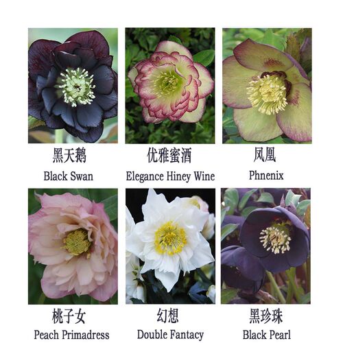 博众1加仑耐寒日系铁筷子花苗庭院花园宿根冬春开花盆栽植物 - 图0