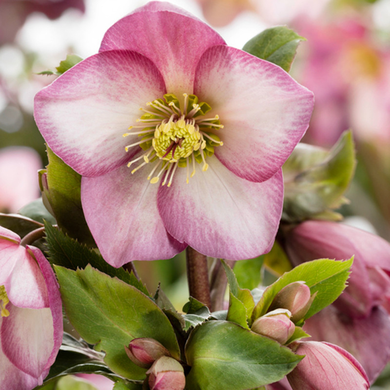 博众农业进口无性系铁筷子花苗圣诞玫瑰盆栽冰雪系列耐寒花卉,淘宝优惠券,粉丝福利购,淘宝优惠卷