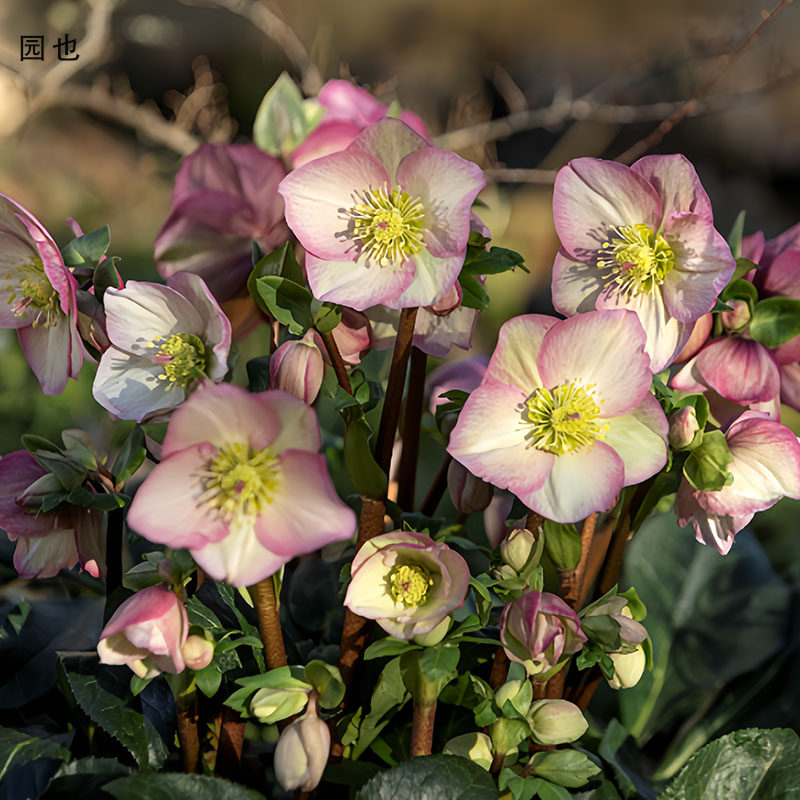 园也  冰雪系列铁筷子 圣诞玫瑰 耐寒耐阴植物  盆栽阳台 地栽花,淘宝优惠券,粉丝福利购,淘宝优惠卷