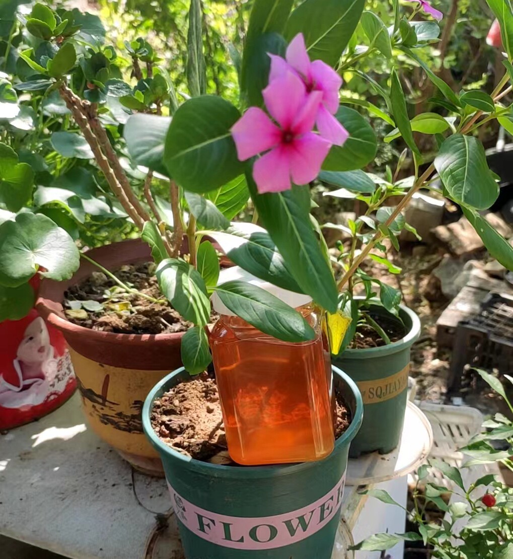 天然纯正蜂蜜农家自产沂蒙山野生土蜂蜜枣花野山花蜜良心蜜丹参蜜