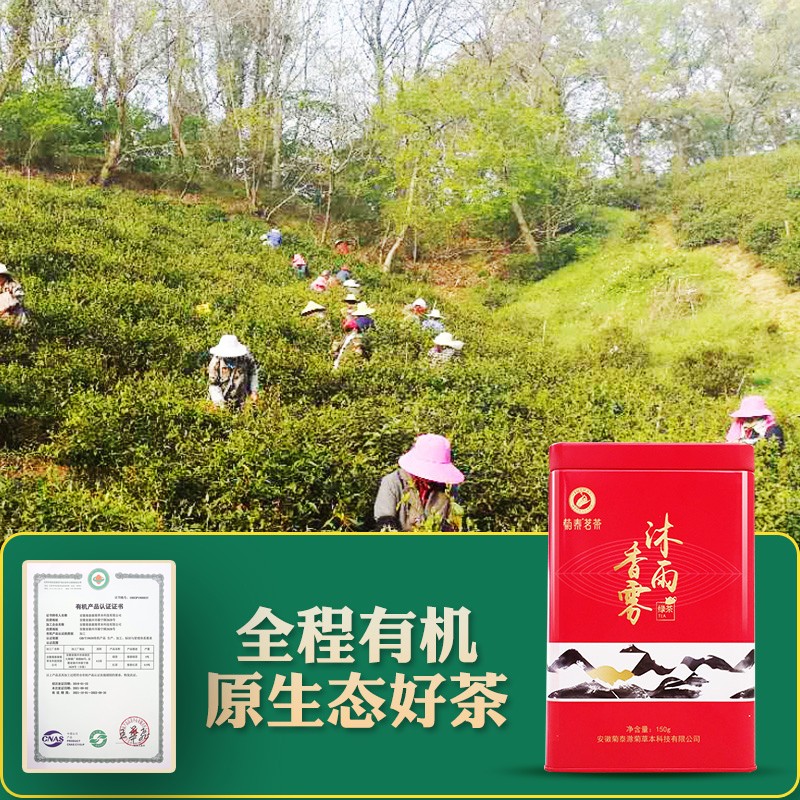 【2024新茶】菊泰有机茶滁州特产茗茶 沐雨香雾 绿茶