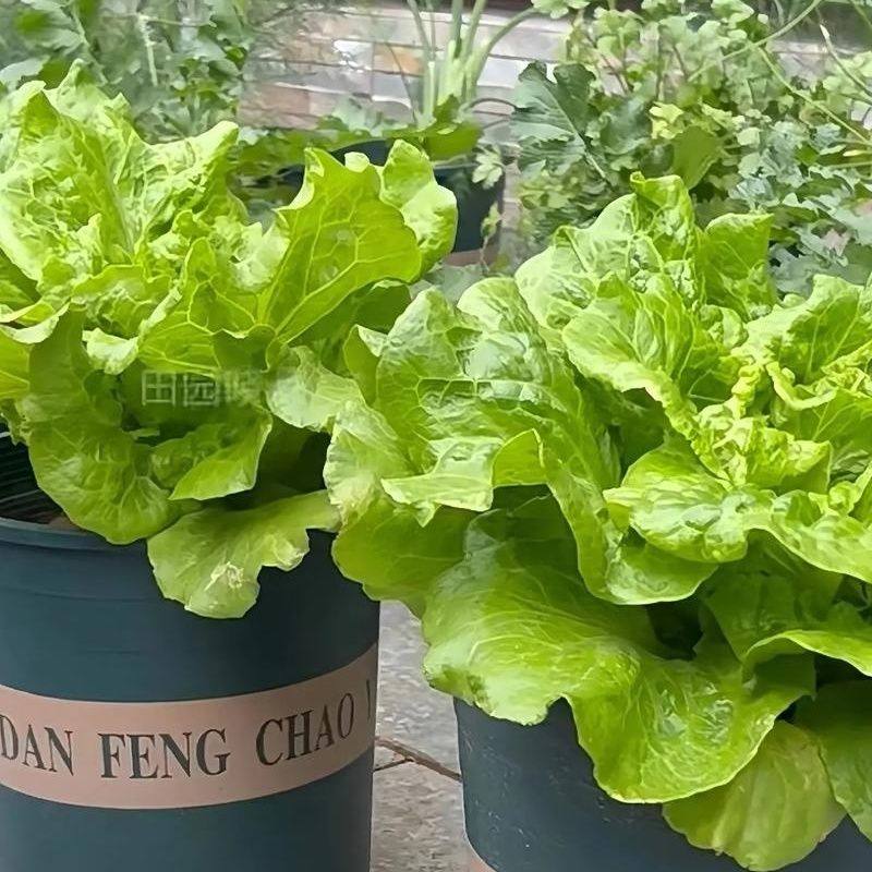 生菜苗秧苗生菜种子四季阳台盆栽生菜苗生菜种籽生菜蔬菜种孑,淘宝优惠券,粉丝福利购,淘宝优惠卷