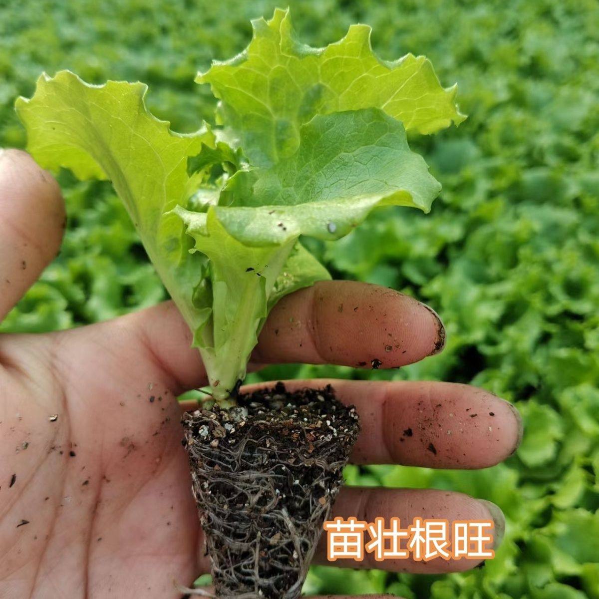 生菜苗秧苗生菜种子四季阳台盆栽生菜苗生菜种籽生菜蔬菜种孑,淘宝优惠券,粉丝福利购,淘宝优惠卷
