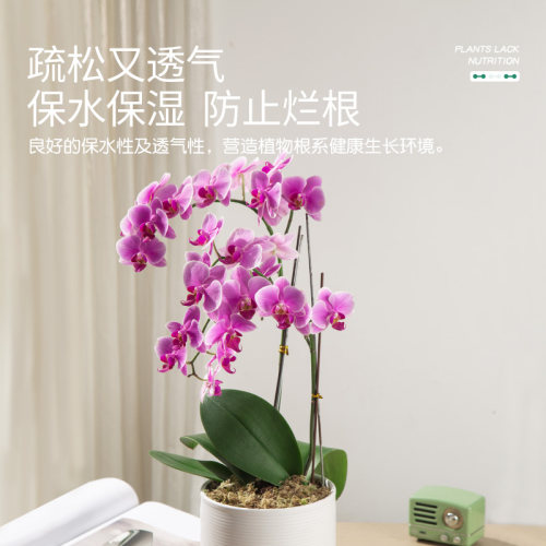 史丹利水苔蝴蝶兰专用土干苔藓种植养兰花的营养土植料毛毛虫文心-图1