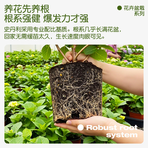史丹利绣球花盆栽带花苞无尽夏大苗蓝色高端老桩大号四季开花重瓣 - 图3