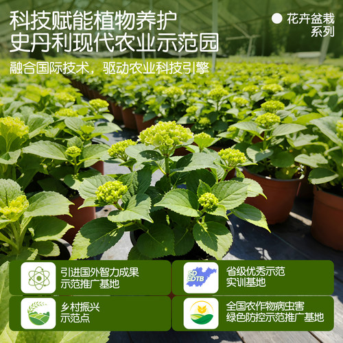 史丹利绣球花盆栽带花苞无尽夏大苗蓝色高端老桩大号四季开花重瓣 - 图2