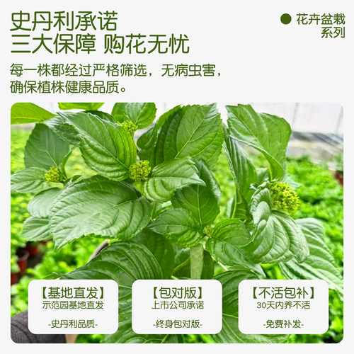 史丹利绣球花盆栽带花苞无尽夏大苗蓝色高端老桩大号四季开花重瓣 - 图1