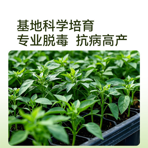 史丹利小米椒辣椒苗朝天椒樟树港秧苗四季盆栽南方北方蔬菜苗大全 - 图3