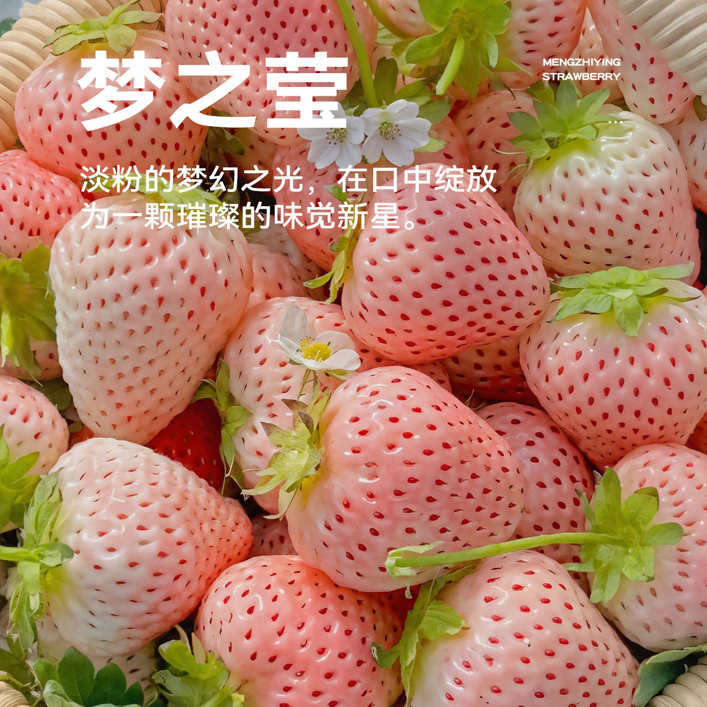 史丹利梦之莹梦粉姬草莓苗盆栽优质四季结果红颜章姬真红美玲阳台,淘宝优惠券,粉丝福利购,淘宝优惠卷