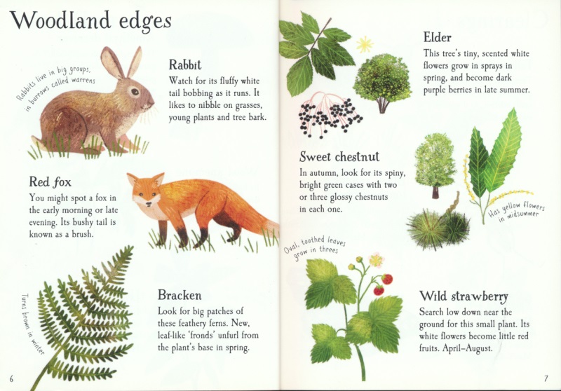 Usborne Minis Woodland Life Clouds to Spot 观察林地 云朵 贴纸书 趣味科普书 自然知识 英语学习 6-8岁 英文原版进口图书 - 图1