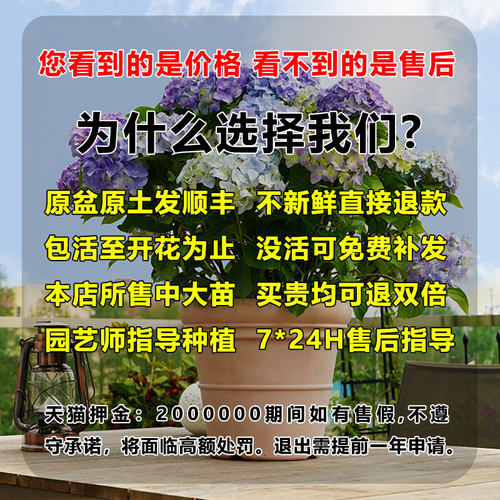 绣球花苗盆栽室内外阳台庭院植物四季开花无尽夏八仙带花耐阴花卉 - 图2