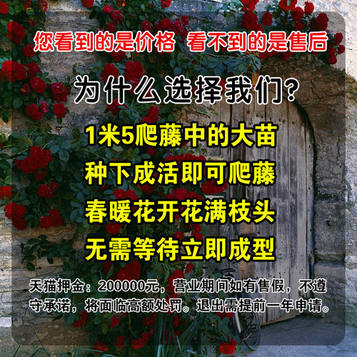【1米6大苗】蔷薇花苗藤本月季大苗爬藤植物四季种植花卉盆栽玫瑰 - 图0