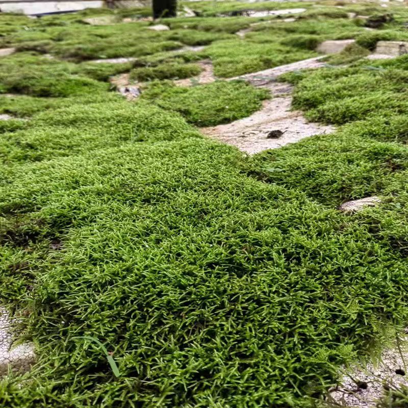 苔藓 植物鲜活日式庭院 园林绿化微景观 大灰藓盆栽铺面假山绿化 - 图0