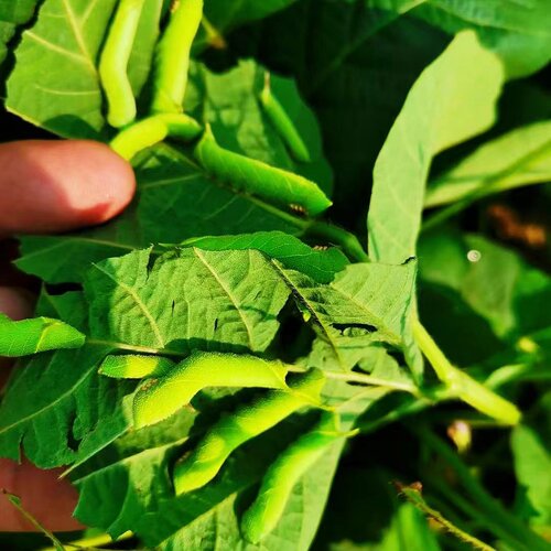 活豆虫灌云豆丹大青虫猪儿虫芝麻虫豆虫黄豆虫豆天蛾老虎虫鲶鱼饵 - 图1