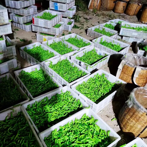 活豆虫灌云豆丹大青虫猪儿虫芝麻虫豆虫黄豆虫豆天蛾老虎虫鲶鱼饵 - 图3