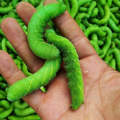 活豆虫灌云豆丹大青虫猪儿虫芝麻虫豆虫黄豆虫豆天蛾老虎虫鲶鱼饵 - 图0