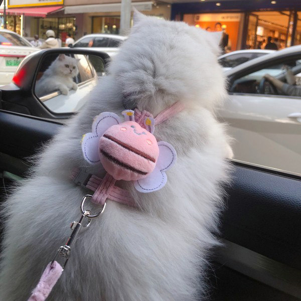 猫咪牵引绳外出用防挣脱工字遛猫绳子小猫胸背带可调节宠物狗链子,淘宝优惠券,粉丝福利购,淘宝优惠卷
