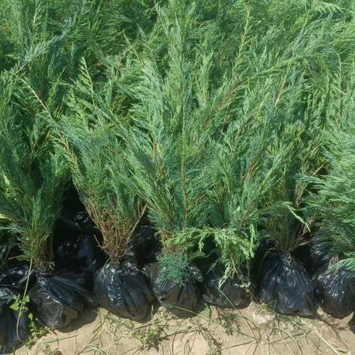 侧柏树苗地柏树苗沙地柏苗龙柏树苗扁柏桧柏树苗荒山复绿化苗木 - 图2